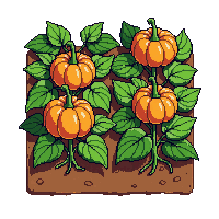 pumpkin patch
