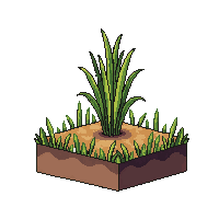 rice sprout