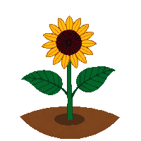 sunflower fully