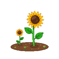 sunflower half
