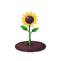sunflower sprout