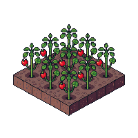tomato fully
