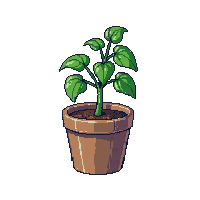 tomato plant