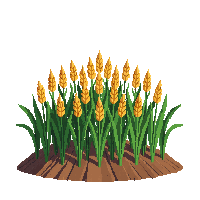 wheat fully