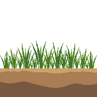 wheat half