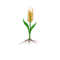 wheat sprout