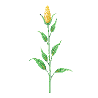 corn stalk midnight