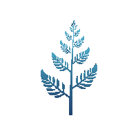 fern midnight