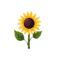 sunflower midnight