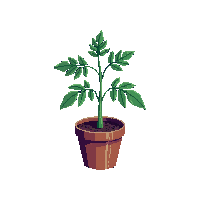 tomato plant midnight