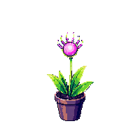venus flytrap midnight