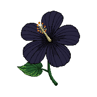 black hibiscus