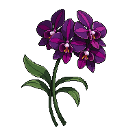 black orchid