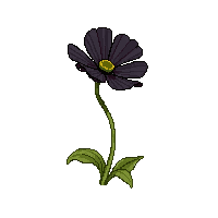 black poppy