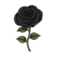 black rose
