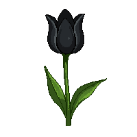 black tulip