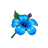 blue hibiscus