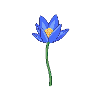 blue lotus