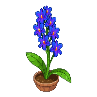 blue orchid