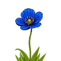 blue poppy