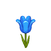 blue tulip