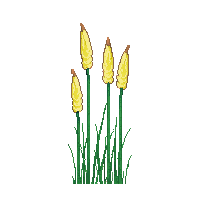 cattails