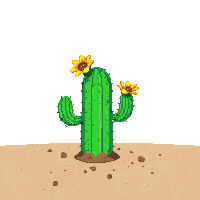 desert cactus flowering
