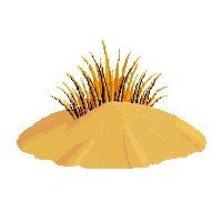 desert dune grass