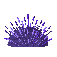 lavender bush