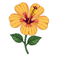 orange hibiscus