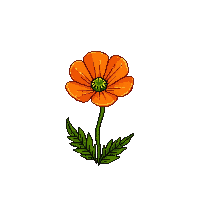 orange poppy