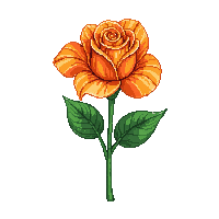 orange rose