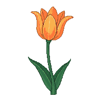 orange tulip