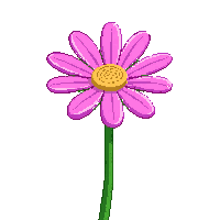 pink daisy