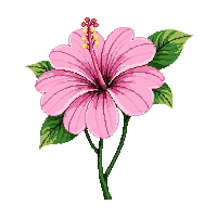 pink hibiscus