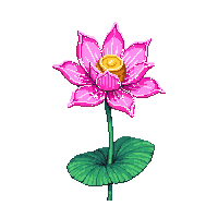 pink lotus