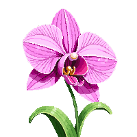 pink orchid