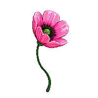 pink poppy