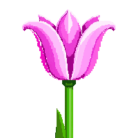 pink tulip