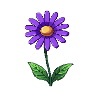 purple daisy