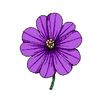 purple hibiscus