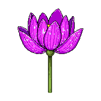purple lotus