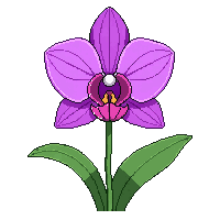 purple orchid