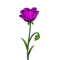 purple poppy