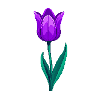 purple tulip