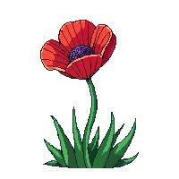 red poppy
