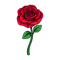 red rose