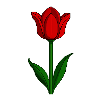 red tulip