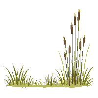 reeds