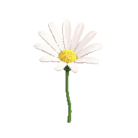 white daisy